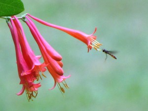 honeysuckle1