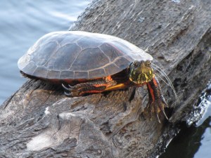 IMG_4984_turtle