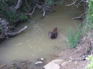 IMG_8956_sophie in water