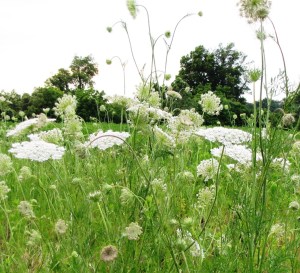 IMG_8982_queen annes lace3jpg