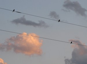 IMG_9025_birds on wireb
