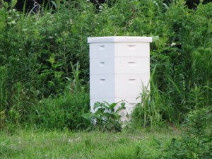 IMG_9246_bee hive