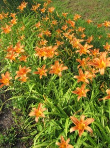 IMG_9259_orange group