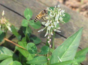 IMG_9415b_bee and flower