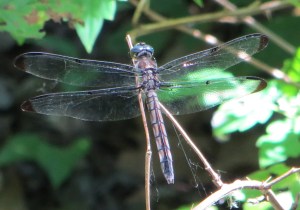 IMG_0093_dark blue_red