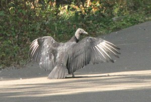 IMG_0452_black vulture with wings spread