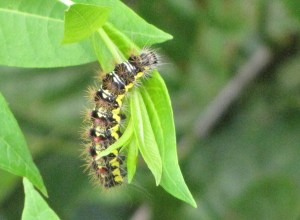 IMG_0749_caterpillar