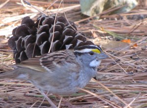 IMG_6586_White-throated Sparrow