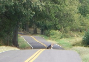 100_1261f_kat waiting for me to finish my walk_summer