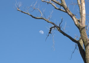 IMG_2400_moon