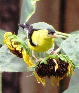 IMG_5191c_American Goldfinch