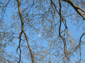 100_1239r_early spring