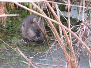 IMG_5324_afternoon snack