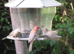 IMG_3115_feeding baby