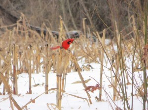 IMG_8371_cardinal