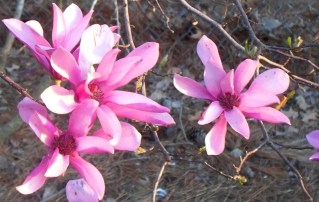 100_1239n_early spring