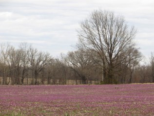 IMG_9213_purple fields