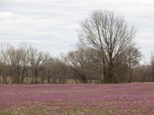 IMG_9213_purple fields