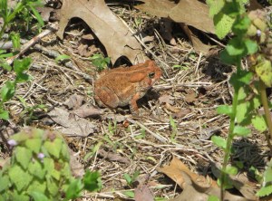 IMG_0734b