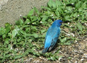 IMG_0838_splash of blue3