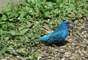 IMG_0840_a splash of blue4