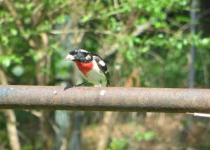 IMG_0852_Rose-breasted Grosbeak