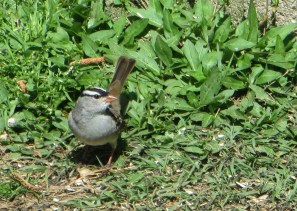 IMG_0876_White-crowned Sparrow