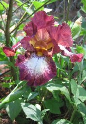 iris_wine and white_5-2005