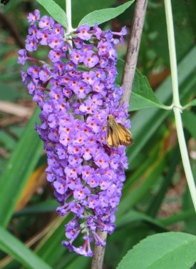 IMG_2691b_on butterfly bush