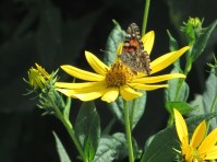 IMG_6523b_american painted lady