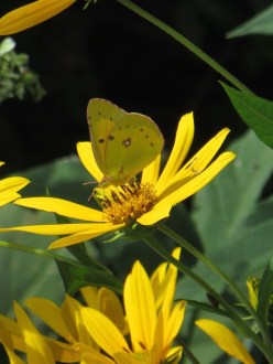 IMG_6516_Orange Sulphur Butterfly - Colias eurytheme