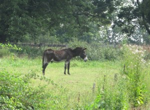 IMG_6245_a skinny ole muleb