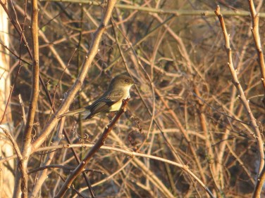 IMG_2189_Eastern Phoebe