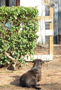 IMG_8987_2014_standing guard