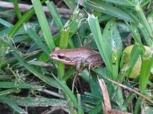 upland chorus frog