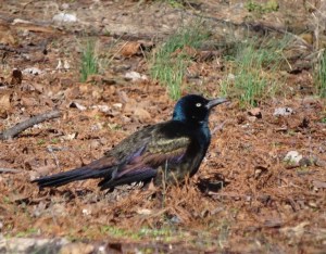 common-grackle